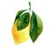 hand rawn watercolor lemon with leaves isolated. Botanical illustration of yellow citrus fruits. Ideal for food