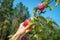 A hand reaches for an apple growing on the top of a tree in an orchard. The sky is in the background. Plucking a fresh