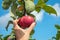 A hand reaches for an apple growing on the top of a tree in an orchard. The sky is in the background. Plucking a fresh