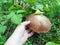 Hand reaches for mushroom boletus