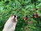 Hand reaches, Picking wild blackberries