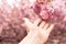 Hand reaching out to beautiful pink Sakura flowers - close up of cherry blossoms in spring