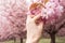 Hand reaching out to pick beautiful pink Sakura flowers - close up of cherry blossoms in spring