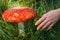 Hand reaching out for toadstool during mushrooming collecting season