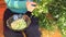 Hand reap little medicinal chamomile flowers in glass dish