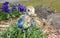 Hand reared baby Australian eastern Rosella