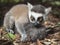 A hand-reared young ring-tailed lemur holds a hairball designed to be his mother