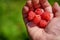 Hand with red raspberries.Raspberries in the hand. Male hand holds raspberries.