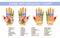 Hand reflexology chart with description of the corresponding internal and body parts. Palm and dorsal side