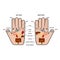 Hand reflexology chart vector illustration.