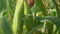 Hand is removed from the ripe cobs corn stalk