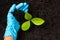 Hand of researcher woman holding compost fertile black soil