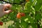 Hand revealing spotted apricots on a branch