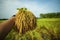 Hand rice and field