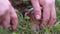 Hand is ripping off a Mushroom boletus. Mushroom collecting Season. Porcini Mushrooms. Mushroom picking in the forest.