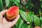 Hand rips ripe peach from branch