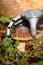 Hand of a robot on a fresh raw boletus edulis in the forest, autonomous work