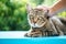 The hand is rubbed on the cat`s head on a blue cement floor, close up