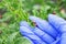 Hand in rubber glove performs agricultural work on the collection of red harmful larvae of the Colorado potato beetle pest in the