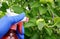 Hand in a rubber glove performs agricultural work on the processing of the spray pest crop of apples in the garden in the summer