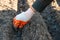 A hand in a rubber glove plants an onion in a trench in a garden