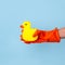 Hand in rubber orange gloves hold a washing sponge yellow duck. Blue background. Housekeeping and cleaning service concept. Spring