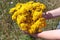 Hand of the rural worker pick on meadow  medicinal tansy flowers