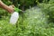 The hand and the scraper are close-up. Spraying plants in the garden and vegetable garden with a protective spray. Protection of