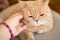 Hand scratches shorthair ginger exotic persian cat