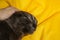 hand scratching the muzzle of a disgruntled Burmese cat