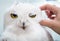 Hand scratching relax polar owl on white background