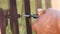 Hand screwdriver and screws cut into the iron sheet metal close view. Men`s hands repairing fence