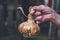 Hand of senior person with damaged aged skin holds onion bulb