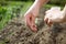 A hand of senior woman seeding vegetable, fruit on her huge botanic garden during lovely spring, summer time