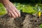 A hand of senior woman seeding vegetable, fruit on her huge botanic garden during lovely spring, summer time