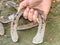 Hand show brushed horseshoes in detail. Orthopedic horshoe