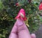 Hand showing diseased flowering buds of fruit plant, green insect damaging agriculture crop, closeup of parasites background