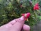 Hand showing diseased flowering buds, insects, pests damaging agriculture crop, pesticides, herbicides used for organic farming