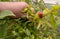 Hand showing fruit buds infected with pests, parasites, small insects, damage agriculture crops, nature photography