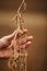 Hand showing ready soybean plant to harvest.