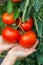 Hand showing ripe tomato cluster