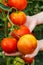 Hand showing ripe tomato cluster