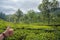 Hand showing thumb up on the background of tea plantations. India, Munnar, Kerala.