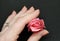 Hand with single pink rose over black background. Closeup of soft pink rose.