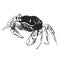 Hand sketch crab
