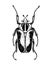 Hand sketched Goliath beetle. Insects collection. Isolated entomological illustration on white background. Insects drawing. Black