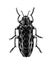 Hand sketched Jewel beetle. Insects collection. Isolated entomological illustration on white background. Insects drawing. Black