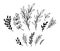 Hand sketched vector elements  laurels, leaves, branches. Wild and free. Floral design elements. Perfect for invitations,