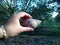 The hand of a small child shows wild snails