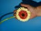 A hand with the small colorful gerbera close up